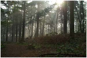 Trees, Mist and Light, Brayton Barff