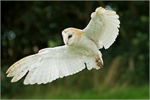 Full wing Barn Owl