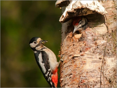 Greater Spotted Woodpecker, Brayton Barff