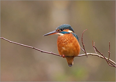 Kingfisher from new screen