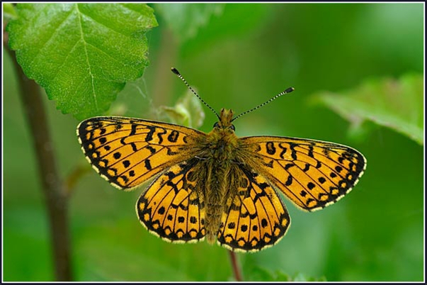 Small Pearl Bordered Fritillary, Kirroughtree Forest