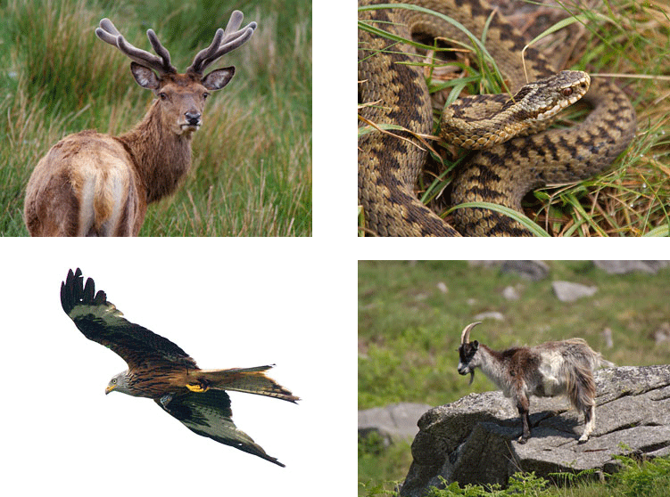 Red Deer, Adder, Red Kite and wild goat, Kirroughtree Forest