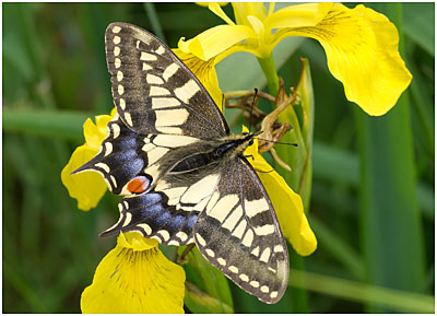 Norfolk Swallowtail Butterfly, Papilio machaeon